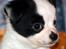Chihuahua Snoopy