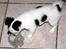 Chihuahua Snoopy