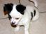 Chihuahua Snoopy