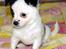 Chihuahua Snoopy