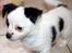 Chihuahua Snoopy