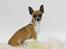 Chihuahua ;- Ricky-; - Fotograf: Henrik Christensen, Kærby Foto
