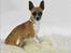 Chihuahua ;- Ricky-; - Fotograf: Henrik Christensen, Kærby Foto
