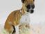 Chihuahua ;- Ricky-; - Fotograf: Henrik Christensen, Kærby Foto
