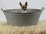 Chihuahua ;- Ricky-; - Fotograf: Henrik Christensen, Kærby Foto