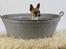 Chihuahua ;- Ricky-; - Fotograf: Henrik Christensen, Kærby Foto
