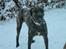 Dogo canario Capone *R.I.P 2009*