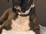 Boxer Equitta