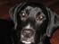 Blanding af racer Zeus Max