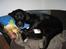 Blanding af racer Zeus Max