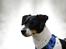 Dansk svensk gaardhund Eddie R.I.P. min dreng... - Eddie den flotte dreng. (Fotograf: Maria Diling)