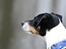 Dansk svensk gaardhund Eddie R.I.P. min dreng... - Gad vide om de ænder gider og lege??? (Fotograf: Maria Diling)