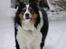 Border collie EFI