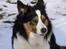 Border collie EFI