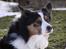 Border collie EFI