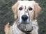 Golden retriever Tantor - Elsker bare mudder :D Mors kamera er bar ikke så god til mudderbilleder :P