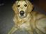 Golden retriever Tantor - Jeg er klar - hvor skal vi hen?