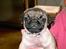 Mops Mulle
