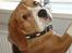 Beagle Oscar - Er du ikke sød at løfte mig op i vindueskarmen?