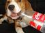 Beagle Oscar - Yndlingsbeskæftigelsen er at få låget af 1½L flasker