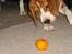 Beagle Oscar - Sådan en mandarin er jo egentlig ret farlig. Det kræver da mindst et par potedask og noget gøen.
