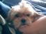 Shih tzu Emma R.I.P