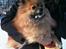 Pomeranian Cise