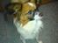 Papillon Balou