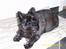 Cairn terrier Didde - Du er savnet <3