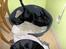 Labrador retriever (Formel 1) Flo - Hmmm, jeg er faktisk go`til at sove rigtig grimt!