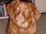 Nova scotia duck tolling retriever Cindy