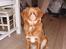Nova scotia duck tolling retriever Cindy