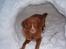 Nova scotia duck tolling retriever Cindy