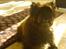 Cairn terrier Didde - Didde pigen :-)
