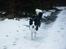 Border collie Mulan - En tur i vore frues plantage
