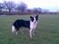 Border collie Mulan