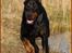 Dobermann Nord Nimrod Od Telepa (R.I.P.)