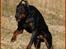 Dobermann Nord Nimrod Od Telepa (R.I.P.)