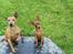 Dvaergpinscher Channi - channi og hendes smukke far
