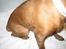 Dvaergpinscher Channi - man bliver godt nok beskidt af og gå tur i skoven