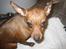 Dvaergpinscher Channi - uhh jeg HADER og komme i bad!!!!!!!!!!!!!!!