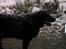 Labrador retriever Maxi (¯`v´¯) (R.I.P)