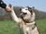 Alaskan malamute SILVER - yes hi five