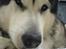 Alaskan malamute SILVER