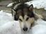 Alaskan malamute SILVER