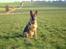 Schæferhund Cassius