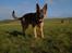 Schæferhund Cassius