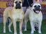 Bullmastiff Tiny - Tiny og datter, Amy