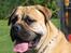 Bullmastiff Amy
