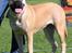 Bullmastiff Amy